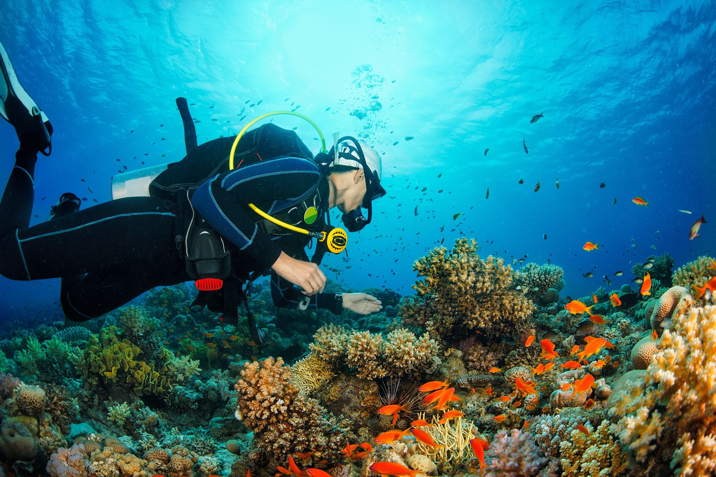 Deep Dive Dubai - Discover Snorkeling