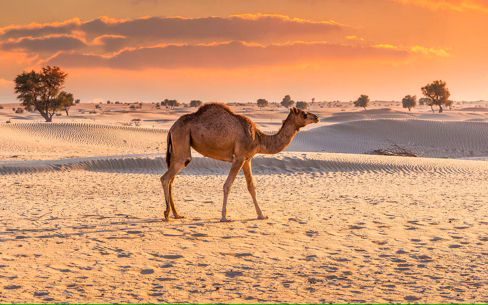 Desert Safari with VIP Majlis