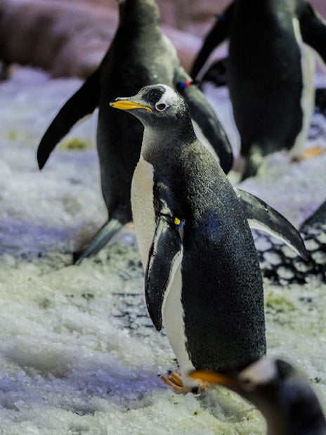 Dubai Aquarium & Underwater Zoo with Penguin Cove Tickets