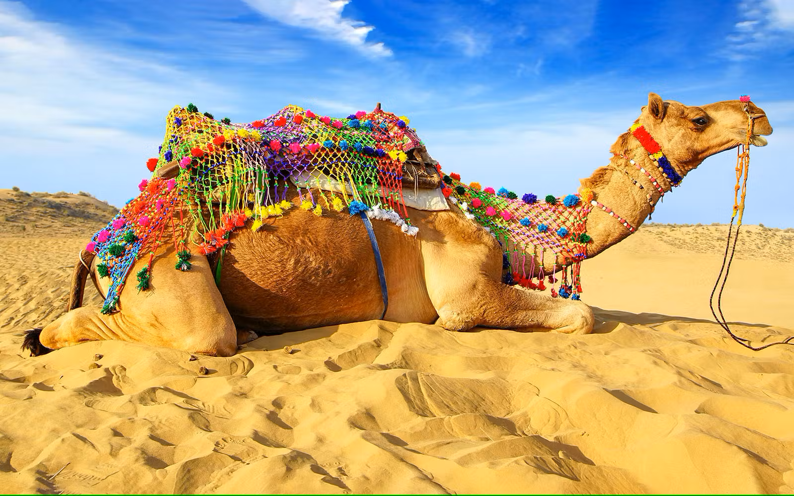 Desert Safari with VIP Majlis