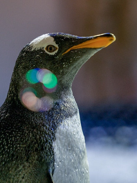 Dubai Aquarium & Underwater Zoo with Penguin Cove Tickets