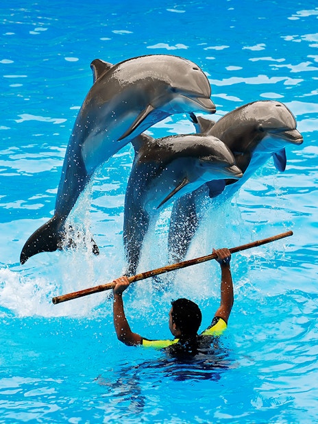 Three dolphins jumping over a trainer during an interactive show at Dubai Dolphinarium Creek Park.