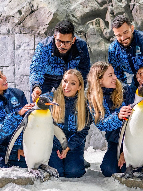 Ski Dubai Penguin Encounter Tickets and Snow Park Access