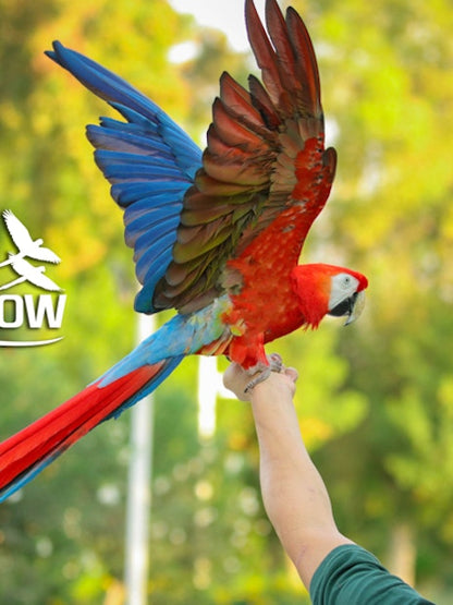 Dubai Dolphinarium Tickets: Creek Park Exotic Bird Show