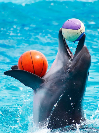 Dubai Dolphinarium Tickets: Dolphin &amp; Seal Show