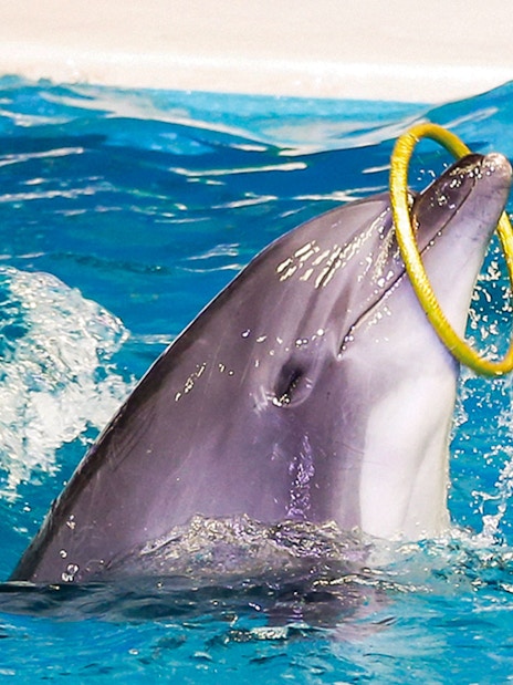 Dubai Dolphinarium Tickets: Dolphin &amp; Seal Show