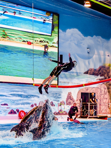 Dubai Dolphinarium Tickets: Dolphin &amp; Seal Show