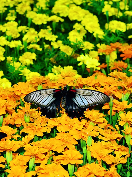 Dubai Miracle Garden + Dubai Butterfly Garden Tickets