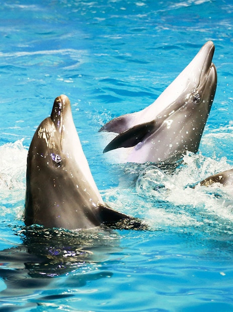 Dubai Dolphinarium Tickets: Dolphin &amp; Seal Show