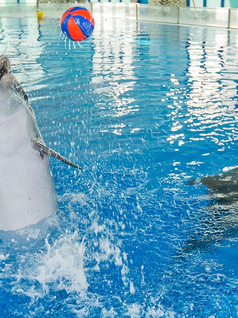 Dubai Dolphinarium Tickets: Swim With Dolphins + Free Seal &amp; Dolphin Show VIP Seating