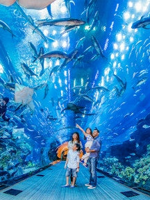 Dubai Aquarium + Green Planet + Dubai Frame Tickets