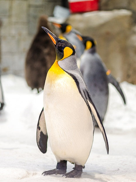 Ski Dubai Penguin Encounter Tickets and Snow Park Access