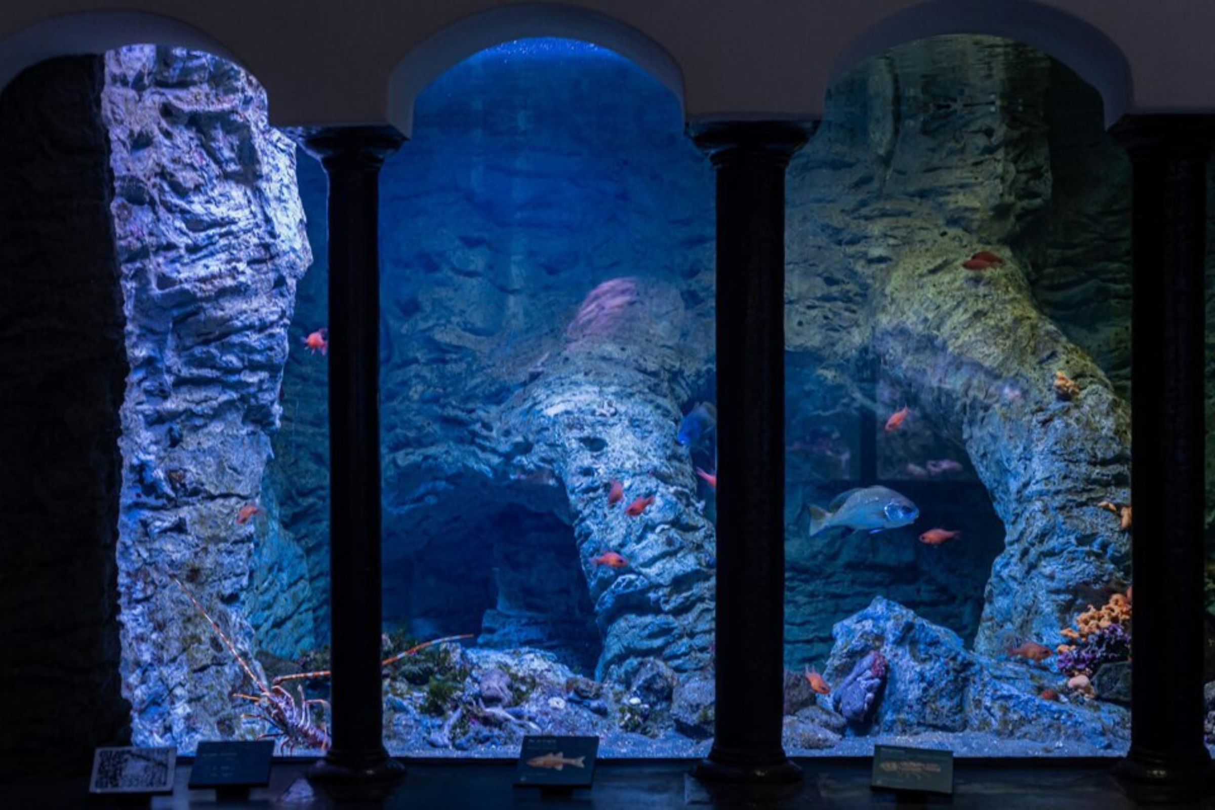 Atlantis The Lost Chambers Aquarium Tickets