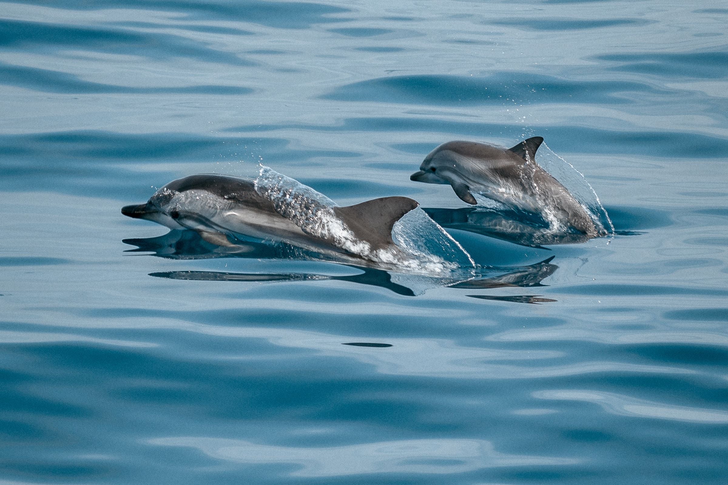 Atlas Village Dolphin Encounter