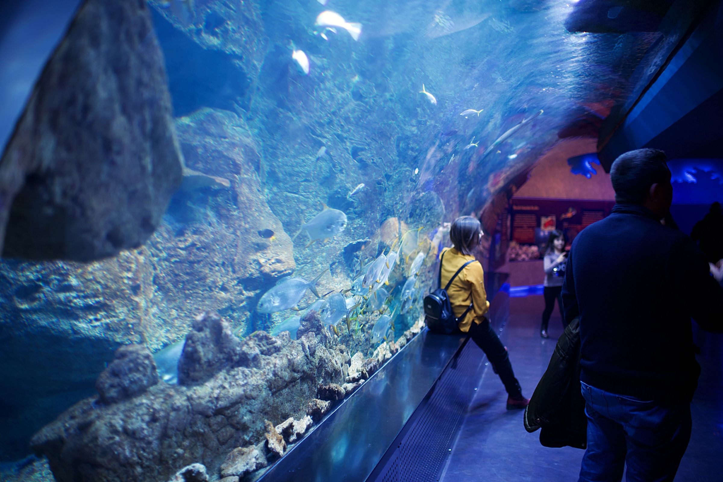 Dubai Aquarium + Sky Views Observatory Tickets