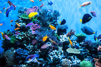 Dubai Aquarium + Green Planet