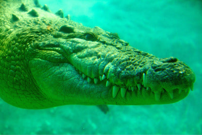 Dubai Crocodile Park Tickets - DXB Attractions