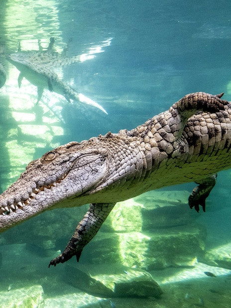 Dubai Crocodile Park Tickets - DXB Attractions