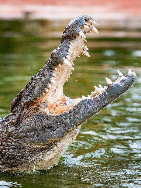 Dubai Crocodile Park Tickets - DXB Attractions