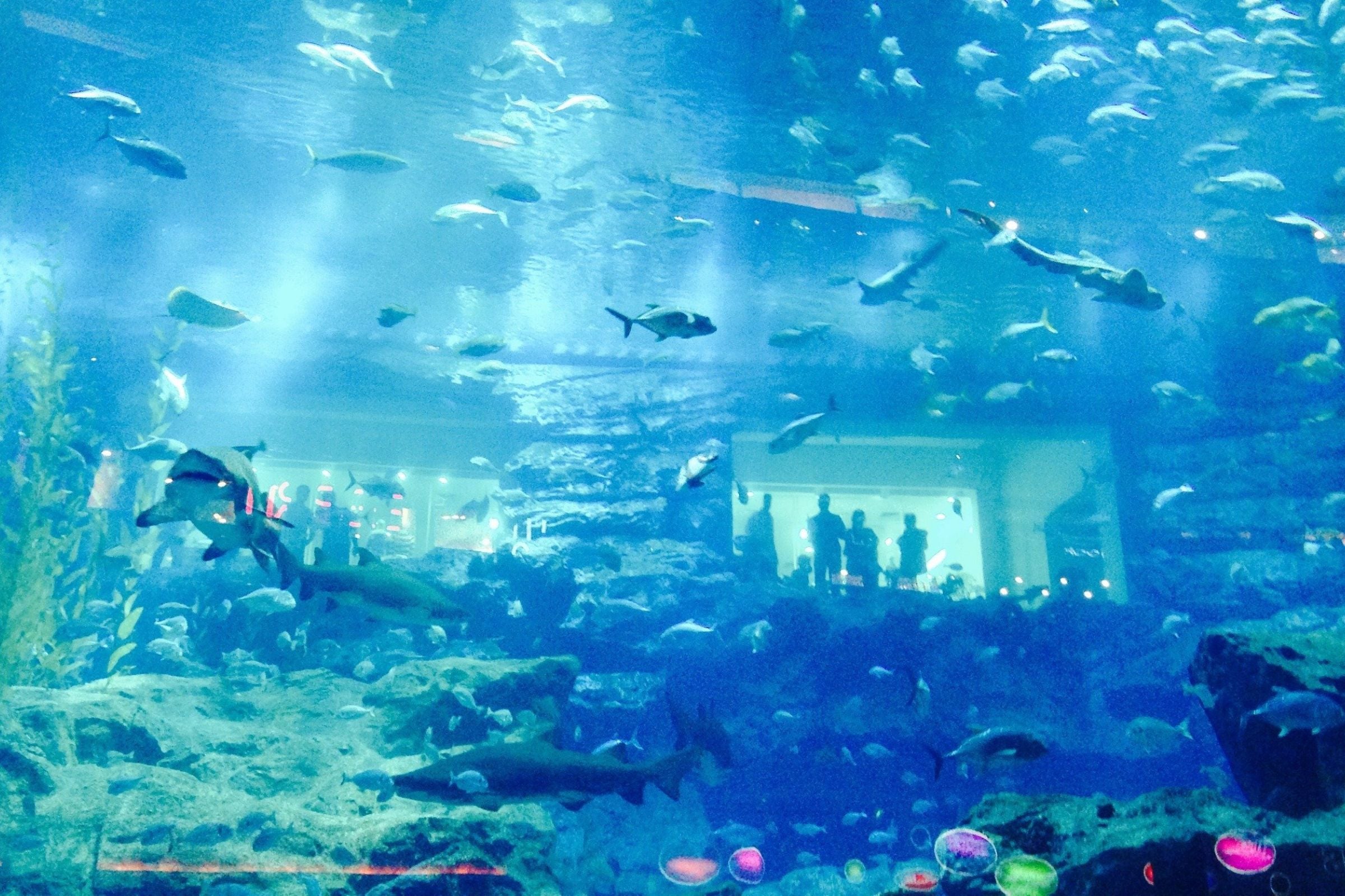 Dubai Aquarium & Underwater Zoo + Aquaventure Waterpark 1 Day Pass