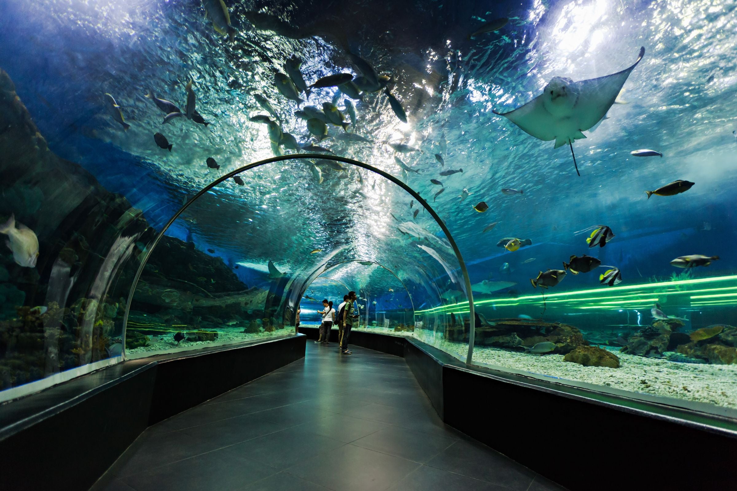 AYA Universe + Dubai Aquarium & Underwater Zoo Tickets