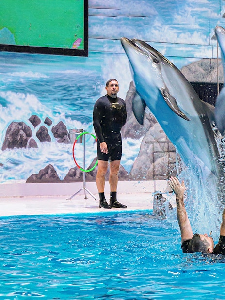 Dubai Dolphinarium Tickets: Dolphin &amp; Seal Show