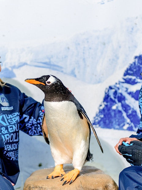 Ski Dubai Penguin Encounter Tickets and Snow Park Access