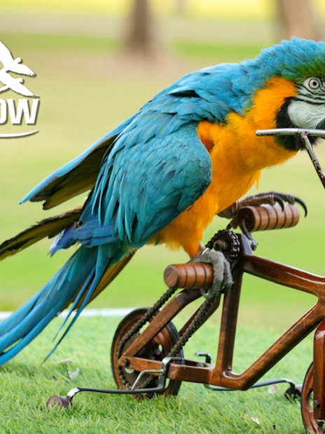 Dubai Dolphinarium Tickets: Creek Park Exotic Bird Show