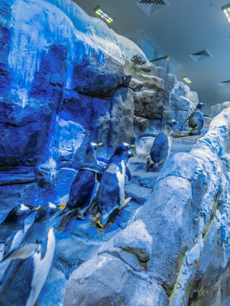 Dubai Aquarium &amp; Underwater Zoo with Penguin Cove Tickets