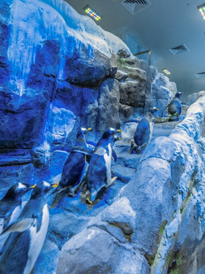 Dubai Aquarium &amp; Underwater Zoo with Penguin Cove Tickets