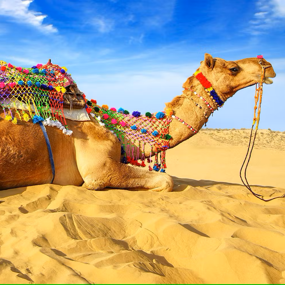 Decorated camel lying on sand with a blue sky