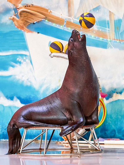 Dubai Dolphinarium Tickets: Dolphin &amp; Seal Show