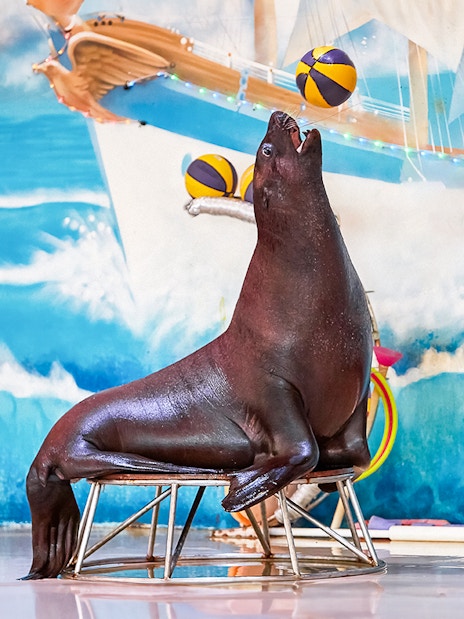 Dubai Dolphinarium Tickets: Dolphin & Seal Show