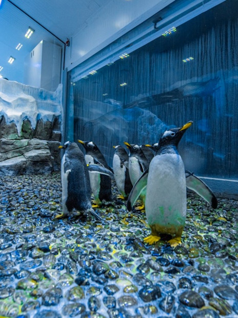 Dubai Aquarium &amp; Underwater Zoo with Penguin Cove Tickets