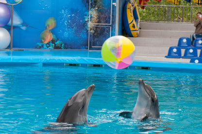 Dubai Dolphinarium Tickets: Creek Park Exotic Bird Show