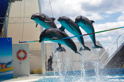 Dubai Dolphinarium Tickets: Dolphin & Seal Show