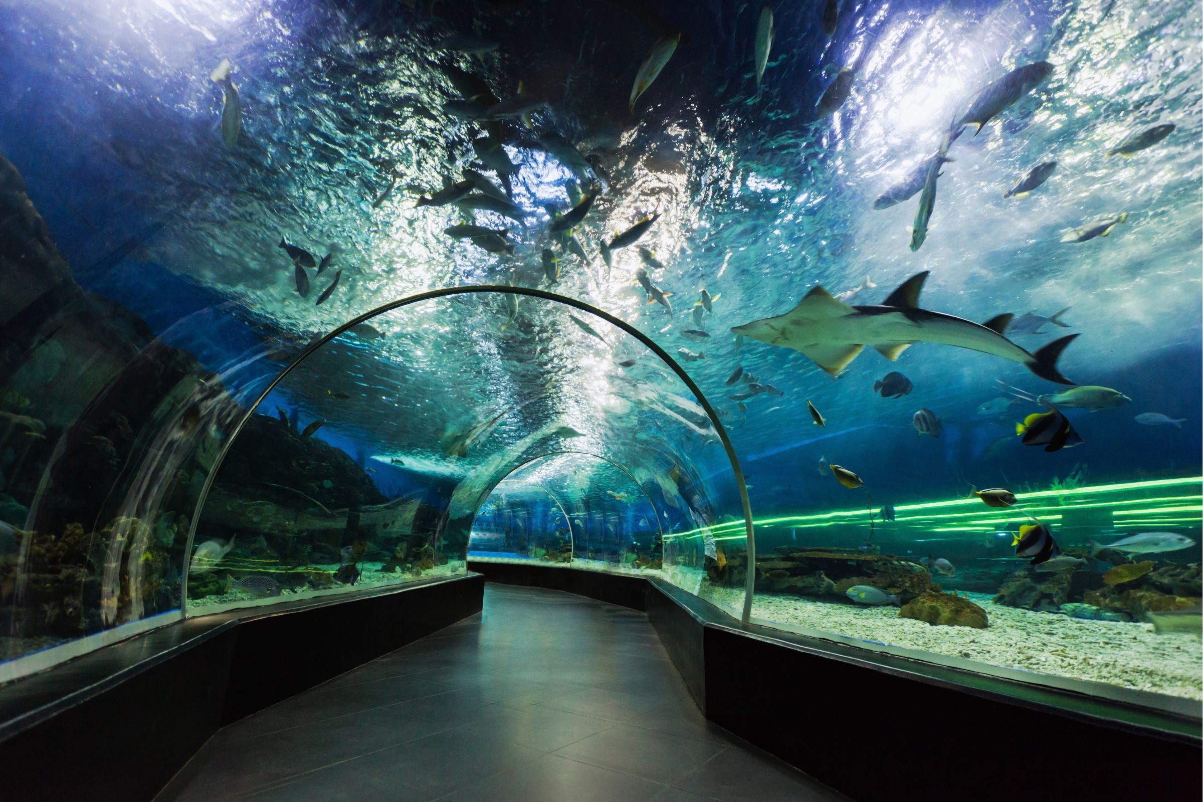 View At The Palm + Dubai Aquarium & Underwater Zoo Tickets