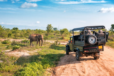 Safari Park Pass + Shuttle Train & Explorer Safari