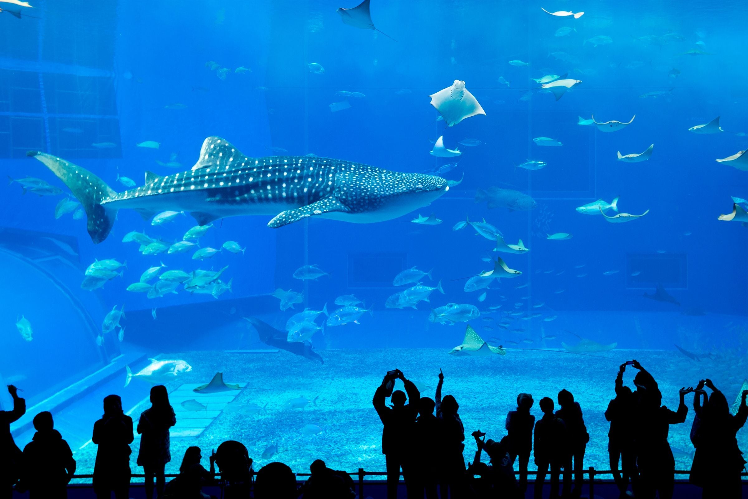 Museum Of The Future + Dubai Aquarium & Underwater Zoo Tickets