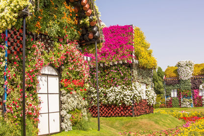 Miracle Garden Visit - Dubai